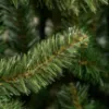 Obrazek Choinka świerk naturalny 250cm